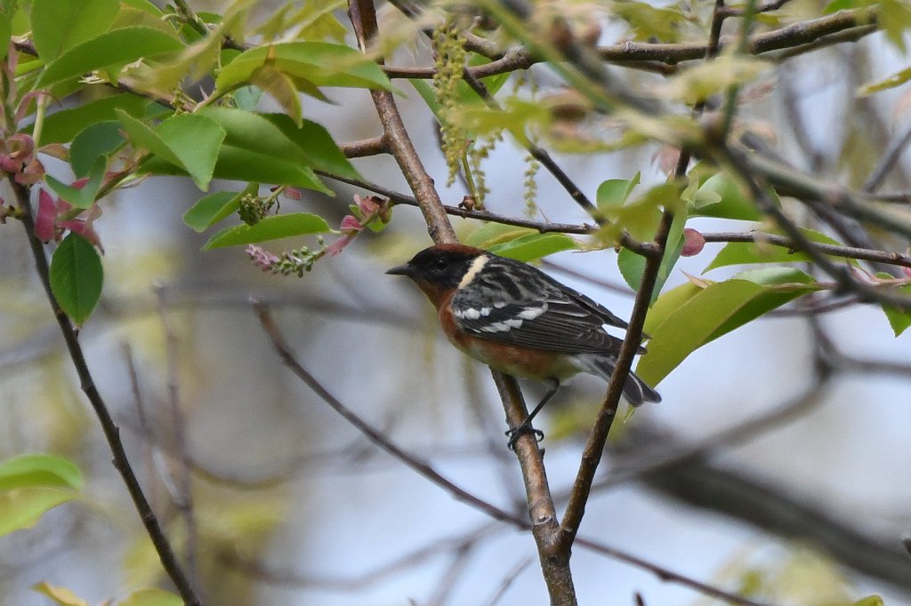 Warbler, Bay-breasted, 2018-05173756  Parker River NWR, MA.JPG - Bay-breassted Warbler. Parker River Wildlife Sanctuary, MA, 5-17-2018